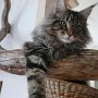 Dancingcat Belphegor uj otthonaban Dancingcat Belphegor uj otthonaban